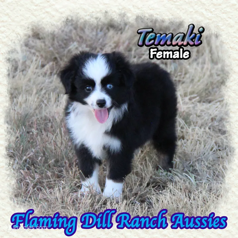 Temaki – Toy Australian Shepherd puppy for sale in Forestburg, TX