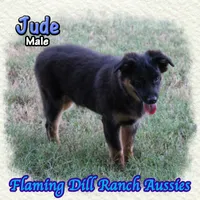 Jude, a male Miniature Australian Shepherd for sale in Forestburg, TX – 4 of 5