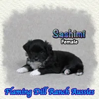 Sashimi, a female Toy Australian Shepherd for sale in Forestburg, TX – 2 of 5