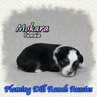 Mokara, a female Toy Australian Shepherd for sale in Forestburg, TX – 1 of 5