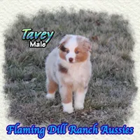 Tavey, a male Toy Australian Shepherd for sale in Forestburg, TX – Photo 1 of 5