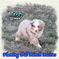 Tavey, a male Toy Australian Shepherd for sale in Forestburg, TX – Photo 4 of 5