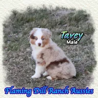 Tavey, a male Toy Australian Shepherd for sale in Forestburg, TX – Photo 3 of 5