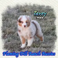 Tavey, a male Toy Australian Shepherd for sale in Forestburg, TX – Photo 2 of 5