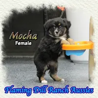 Mocha, a female Toy Australian Shepherd for sale in Forestburg, TX – 3 of 5