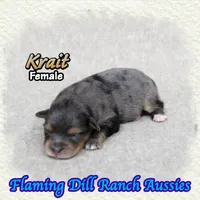 Krait, a female Toy Australian Shepherd for sale in Forestburg, TX – 4 of 5
