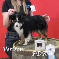 Verizon, a female Toy Australian Shepherd for sale in Forestburg, TX – 6 of 6