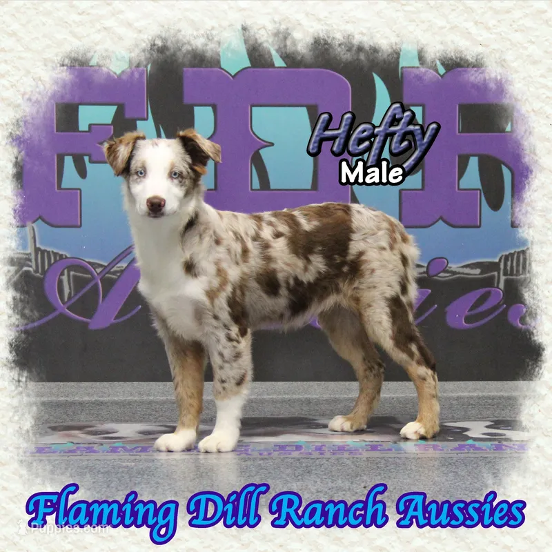 Hefty – Miniature Australian Shepherd puppy for sale in Forestburg, TX