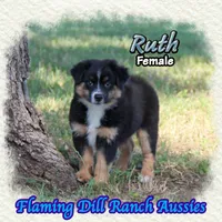 Ruth, a female Miniature Australian Shepherd for sale in Forestburg, TX – 2 of 5