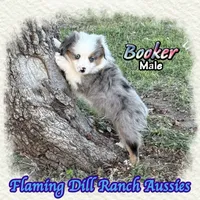 Booker, a male Toy Australian Shepherd for sale in Forestburg, TX – 4 of 5
