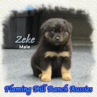 Zeke, a male Miniature Australian Shepherd for sale in Forestburg, TX – 3 of 5