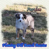 Pardon, a male Toy Australian Shepherd for sale in Forestburg, TX – Photo 2 of 5
