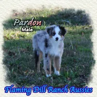Pardon, a male Toy Australian Shepherd for sale in Forestburg, TX – Photo 3 of 5