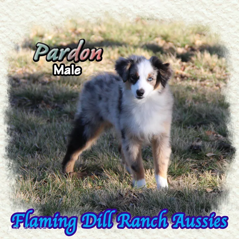 Pardon – Toy Australian Shepherd puppy for sale in Forestburg, TX