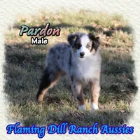 Pardon, a male Toy Australian Shepherd for sale in Forestburg, TX – Photo 1 of 5