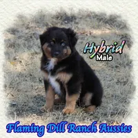 Hybrid, a male Miniature Australian Shepherd for sale in Forestburg, TX – 3 of 5