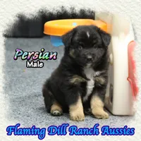 Persian, a male Miniature Australian Shepherd for sale in Forestburg, TX – 3 of 5
