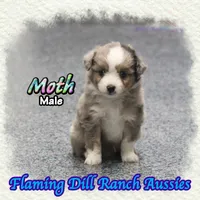 Moth, a male Toy Australian Shepherd for sale in Forestburg, TX – 3 of 5
