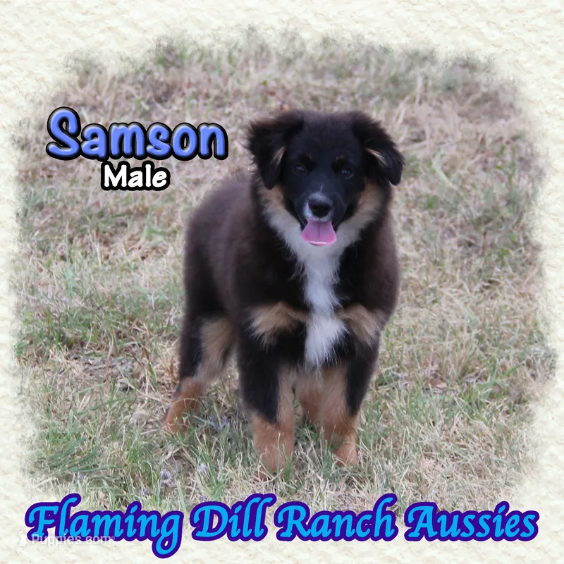 Samson – Miniature Australian Shepherd puppy for sale in Forestburg, TX
