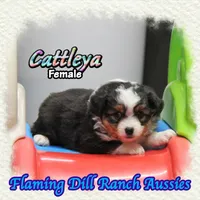 Cattleya, a female Toy Australian Shepherd for sale in Forestburg, TX – 4 of 5