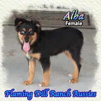 Alba, a female Miniature Australian Shepherd for sale in Forestburg, TX – 2 of 5