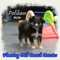 Pelikan, a male Toy Australian Shepherd for sale in Forestburg, TX – Photo 1 of 5