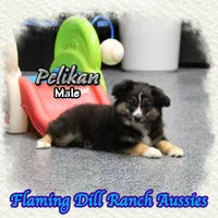 Pelikan, a male Toy Australian Shepherd for sale in Forestburg, TX – Photo 4 of 5