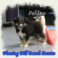 Pelikan, a male Toy Australian Shepherd for sale in Forestburg, TX – Photo 2 of 5