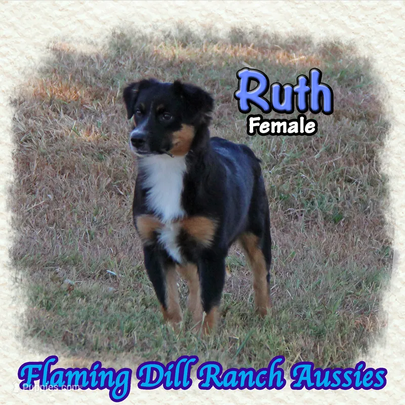 Ruth – Miniature Australian Shepherd puppy for sale in Forestburg, TX