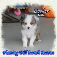 Booker, a male Toy Australian Shepherd for sale in Forestburg, TX – 4 of 5
