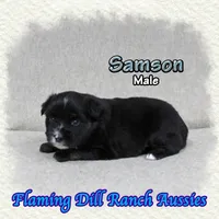 Samson, a male Miniature Australian Shepherd for sale in Forestburg, TX – Photo 4 of 5