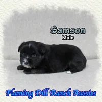 Samson, a male Miniature Australian Shepherd for sale in Forestburg, TX – Photo 2 of 5