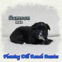Samson, a male Miniature Australian Shepherd for sale in Forestburg, TX – Photo 3 of 5