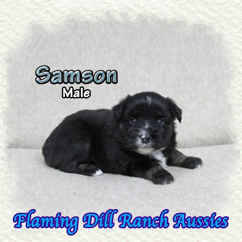 Samson – Miniature Australian Shepherd puppy for sale in Forestburg, TX