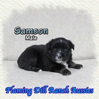 Samson, a male Miniature Australian Shepherd for sale in Forestburg, TX – Photo 1 of 5