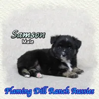 Samson, a male Miniature Australian Shepherd for sale in Forestburg, TX – 4 of 5