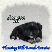 Samson, a male Miniature Australian Shepherd for sale in Forestburg, TX – 2 of 5