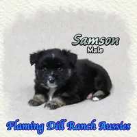 Samson, a male Miniature Australian Shepherd for sale in Forestburg, TX – 1 of 5