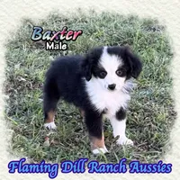 Baxter, a male Toy Australian Shepherd for sale in Forestburg, TX – 1 of 5