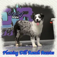 Brainy, a male Miniature Australian Shepherd for sale in Forestburg, TX – Photo 1 of 5