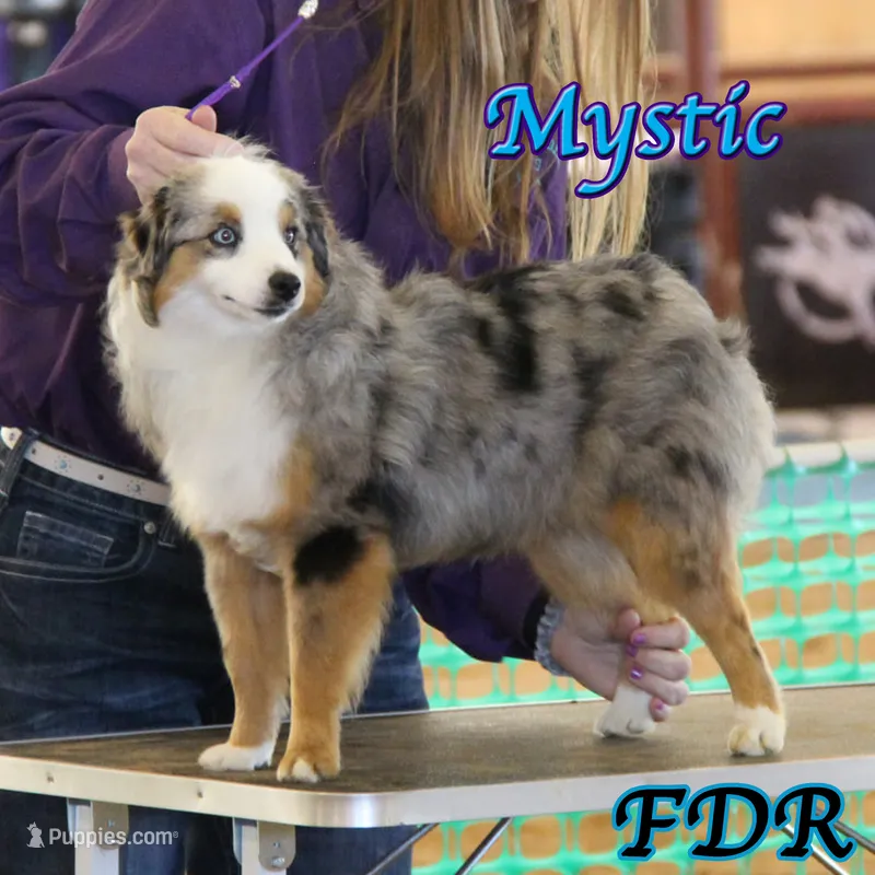 Mystic – Toy Australian Shepherd puppy for sale in Forestburg, TX