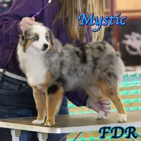 Mystic, a female Toy Australian Shepherd for sale in Forestburg, TX – 1 of 4