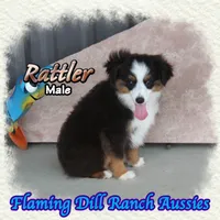 Rattler, a male Toy Australian Shepherd for sale in Forestburg, TX – 3 of 5