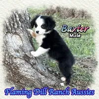Baxter, a male Toy Australian Shepherd for sale in Forestburg, TX – 4 of 5