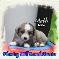 Moth, a male Toy Australian Shepherd for sale in Forestburg, TX – 4 of 5
