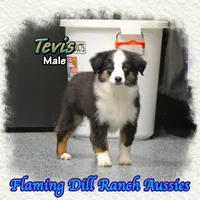 Tevis, a male Toy Australian Shepherd for sale in Forestburg, TX – Photo 1 of 5