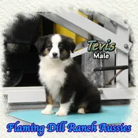 Tevis, a male Toy Australian Shepherd for sale in Forestburg, TX – Photo 3 of 5