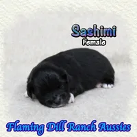 Sashimi, a female Toy Australian Shepherd for sale in Forestburg, TX – 4 of 5