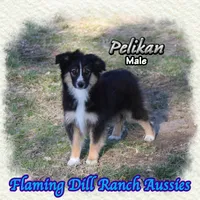 Pelikan, a male Toy Australian Shepherd for sale in Forestburg, TX – Photo 4 of 5