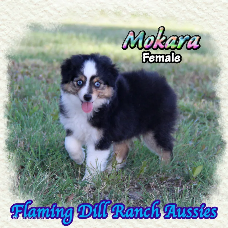 Mokara – Toy Australian Shepherd puppy for sale in Forestburg, TX